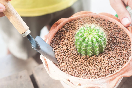 monstera adansonii subsp. laniata Monstera Adansonii Var Laniata Variegata Mint | Uprooted