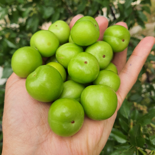 YEŞİL ERİK - 250 GRAM