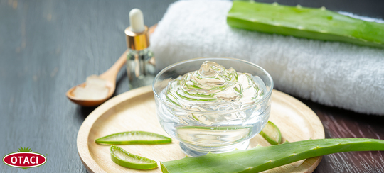 aloe vera in banane pflanzen Echte Aloe main image 0