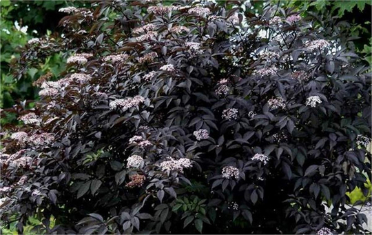 Sambucus nigra Black Beauty gerda Siyah Mürver fidanı 20-40cm |  1001fidan.com