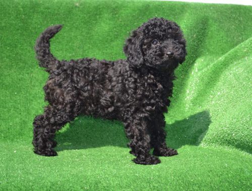 Toy Poodle (Kaniş) Özellikleri - Poodle Cinsi Hakkında Herşey