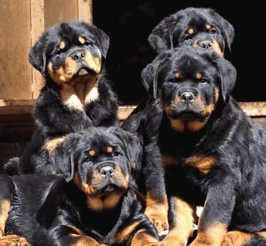 Rottweiler Köpek Hakkında Duymadığınız Tüm Özellikler