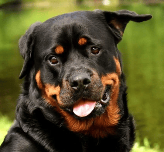 Rottweiler Köpek Hakkında Duymadığınız Tüm Özellikler