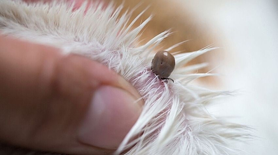 Kedi ve Köpeklerde Kene Sorunu