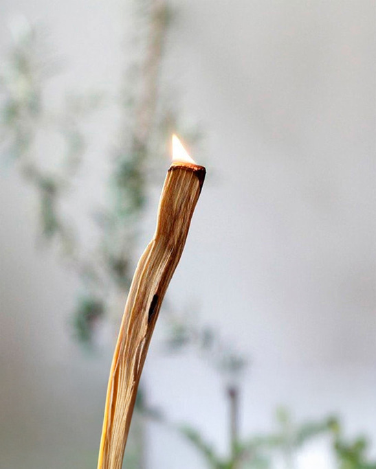 Natural Palo Santo Incense Tree