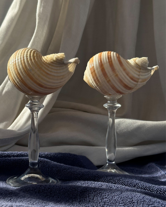 Striped - Shell Stemware 