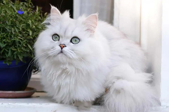 Chinchilla: Zarafetin Büyülü İncisi