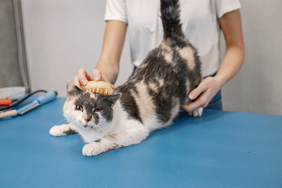Kedi Pire Damlası Nasıl Kullanılır ?