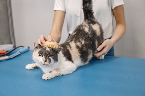 Kedi Pire Damlası Nasıl Kullanılır ?