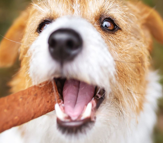 Köpekler için Kolajen Çubukları: Eklem, Tüy ve Diş Sağlığına Yararları