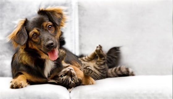 Kedi Köpek Dostluğu - Kanvas Tablo