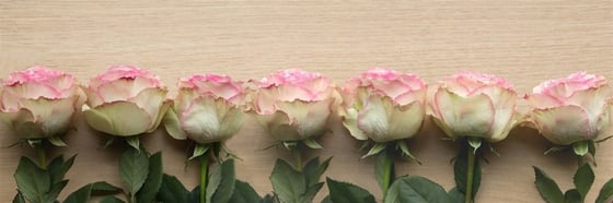Pembe Beyaz Güller - Kanvas Tablo