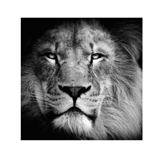 The Lion King Yağlı Boya Dokulu TabloYağlı Boya Dokulu Soyut TablolarTablolife