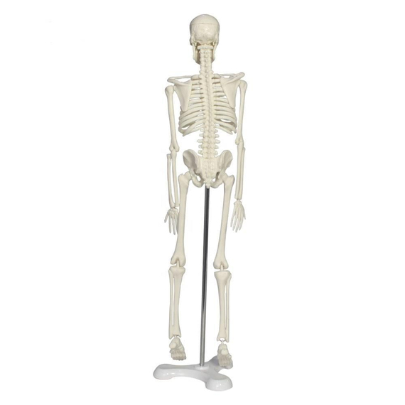 Tam İskelet Maketi 45 cm Model 4