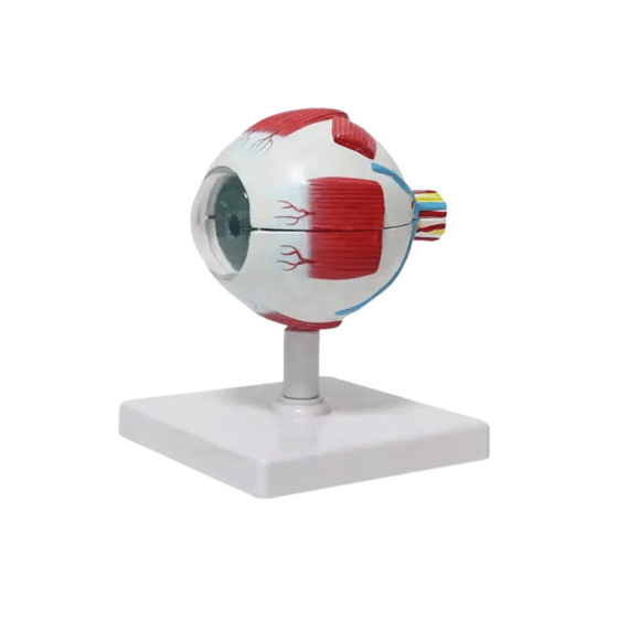 Göz Maketi Model 50