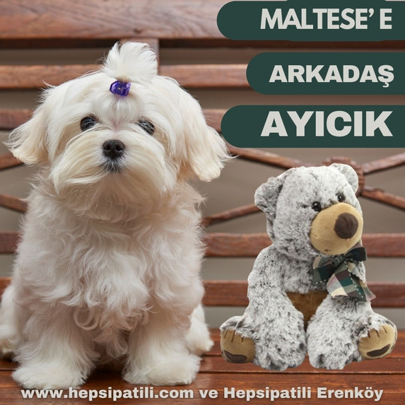 Köpeğiniz Peluş Hayvanları Seviyor