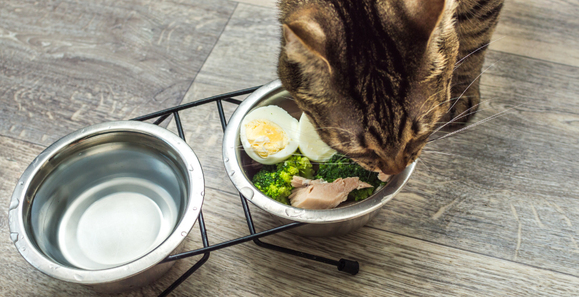 Kedi Mama ve Su Kabı Nasıl Olmalı