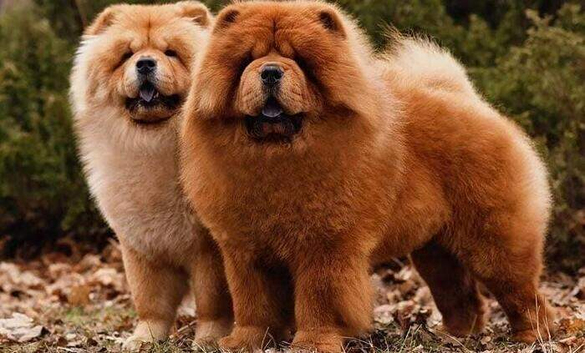 Chow Chow Köpek (Çin Aslanı)