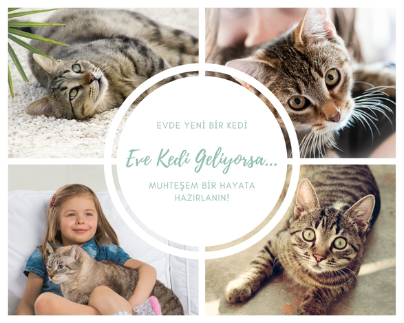 Kedi Bakımı Hakkında Temel Bilgiler