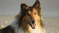 Collie