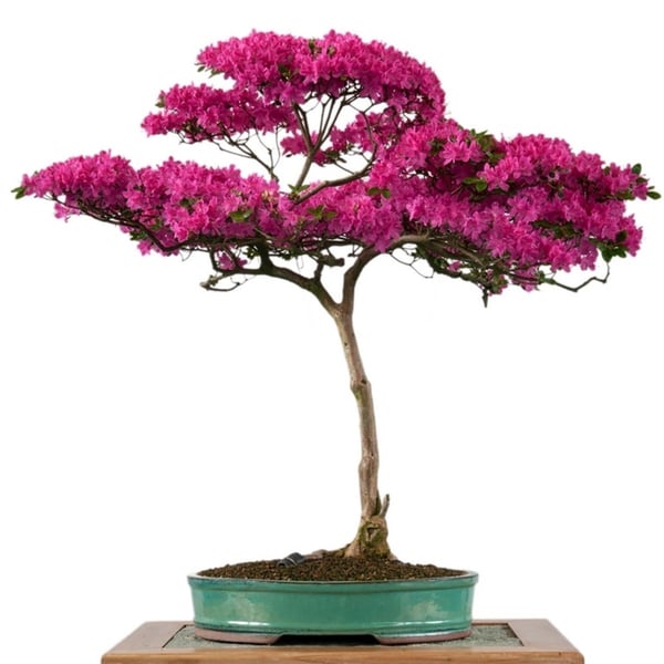 Gül Bonsai Ağacı - Kanvas Tablo