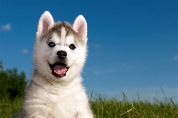 Husky Yavrusu - Kanvas Tablo