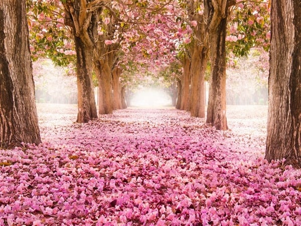 Pembe Çiçekli Yol - Kanvas Tablo