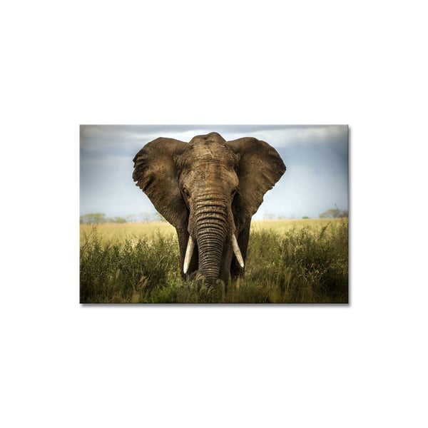 The Old Elephant - Büyük Boy Kanvas TabloBüyük Boy Kanvas TablolarTablolife.com