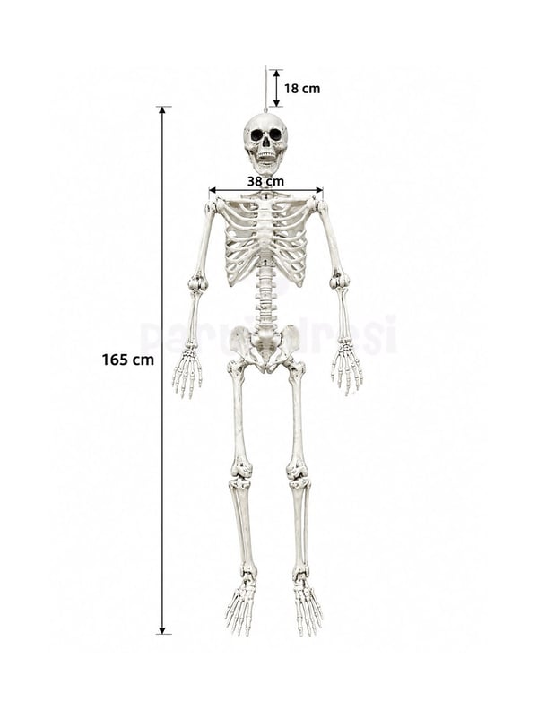  Cadılar Bayramı Büyük İskelet Dekor – Halloween Parti ve Ev Süsü 165 cm - İskeletler | Parti Adresi