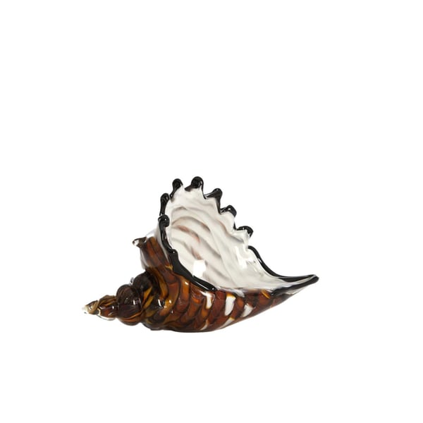 Shell Glass