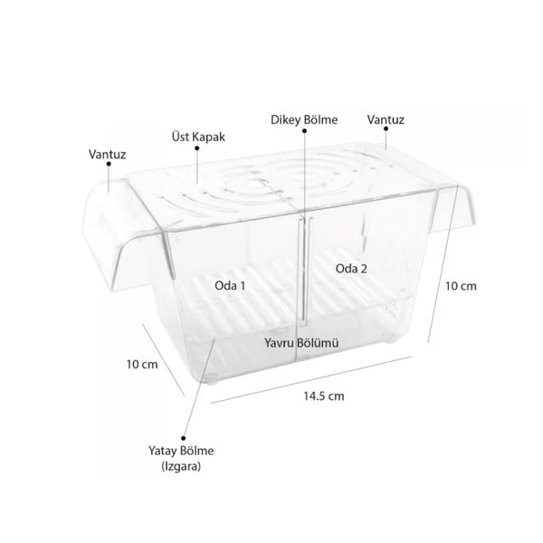 Atlantik İkili Kristal Balık Yavruluk 14,5 Cm x 10 Cm