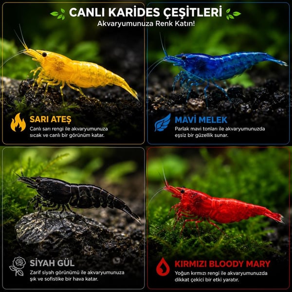 Karışık Karides Large 50 li Paket