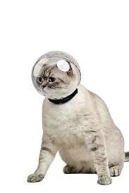 KEDİ BAKIM KÜRESİ 