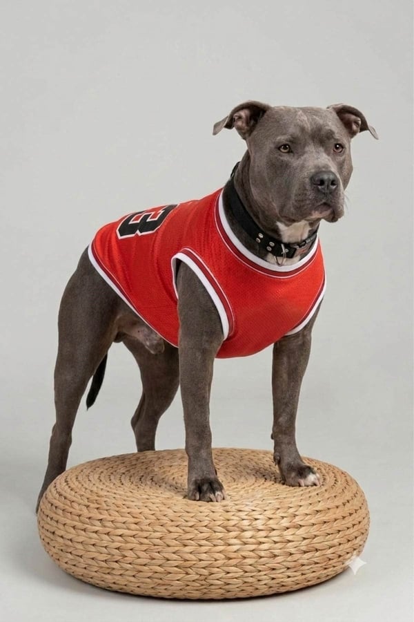 Chicago Yazlık Köpek Forma, küçük orta ve büyük ırklar için köpek kıyafeti