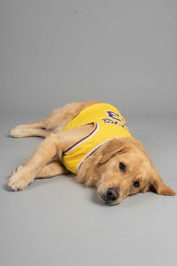 Lakers Yazlık Köpek Forma, küçük orta ve büyük ırklar için köpek kıyafeti