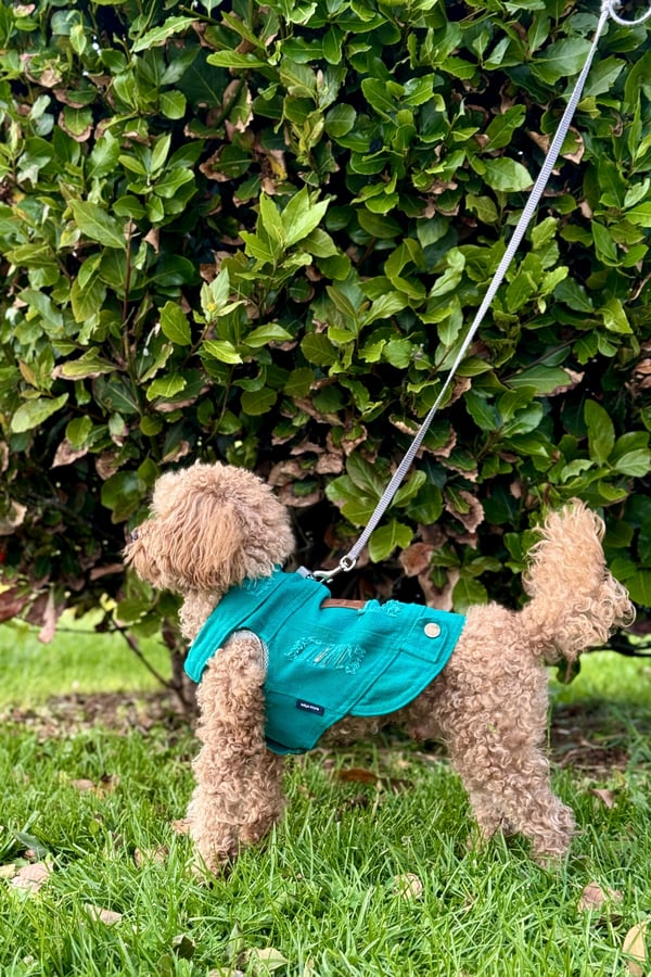 YENİ - Çam Yeşili Renk Kot Köpek Yeleği - Küçük Irklar İçin Şık ve Rahat Yelek (0-15kg)