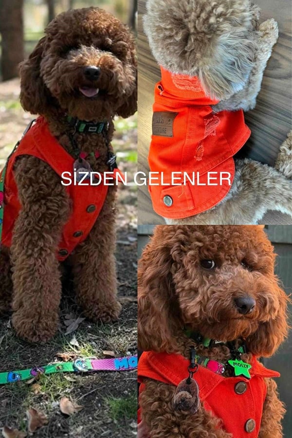 YENİ - Orange Renk Kot Köpek Yeleği - Küçük Irklar İçin Şık ve Rahat Yelek (0-15kg)
