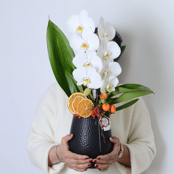 Dekoratif Saksıda Phalaenopsis dendrobium Çenberli Orkide