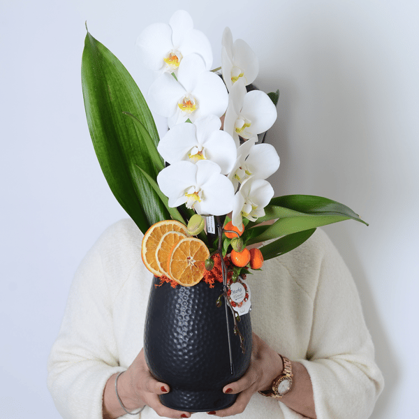 Dekoratif Saksıda Phalaenopsis dendrobium Çenberli Orkide
