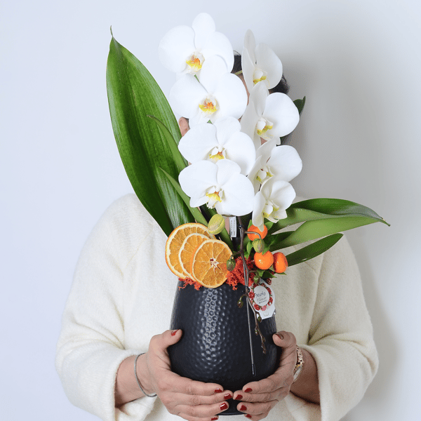 Dekoratif Saksıda Phalaenopsis dendrobium Çenberli Orkide