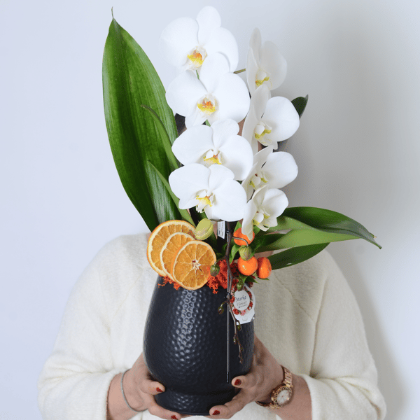 Dekoratif Saksıda Phalaenopsis dendrobium Çenberli Orkide
