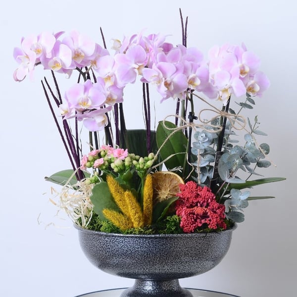 Midi Orchid Designer Flower