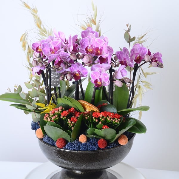 Midi Orchid Designer Flower Mini Orkide