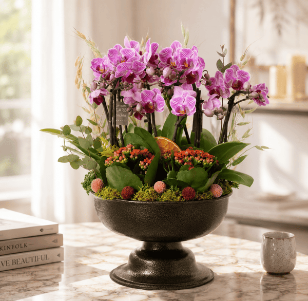 Midi Orchid Designer Flower Mini Orkide