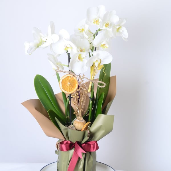 Orchid White Beauty