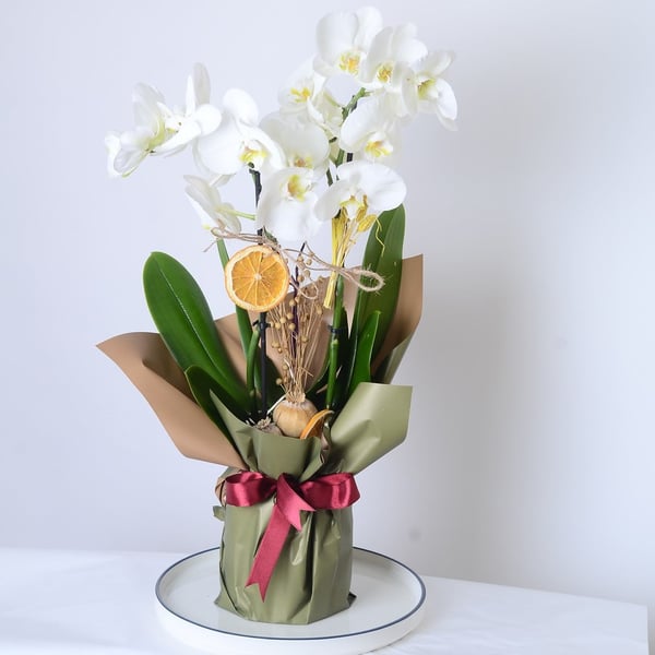 Orchid White Beauty