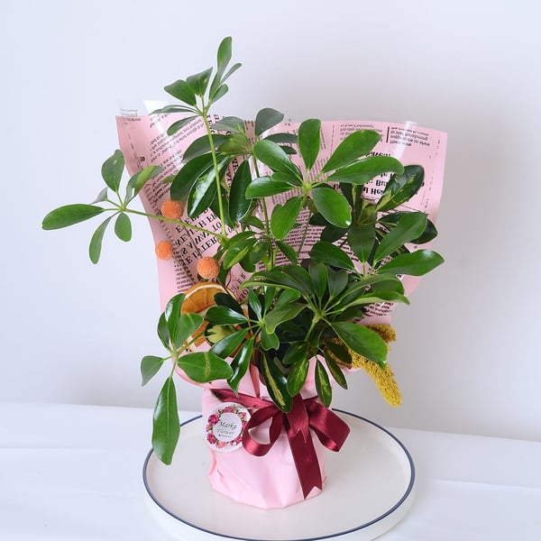 Pembe Kâğıtta Şeflera Bitkisi Schefflera 
