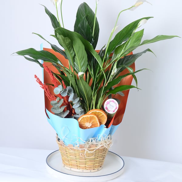 Spathiphyllum in a Basket with Handles