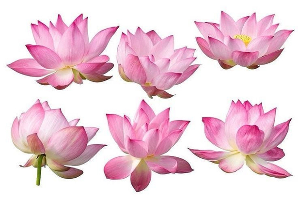 Lotus Çiçeği: Ruhsal Uyanışın Simgesi