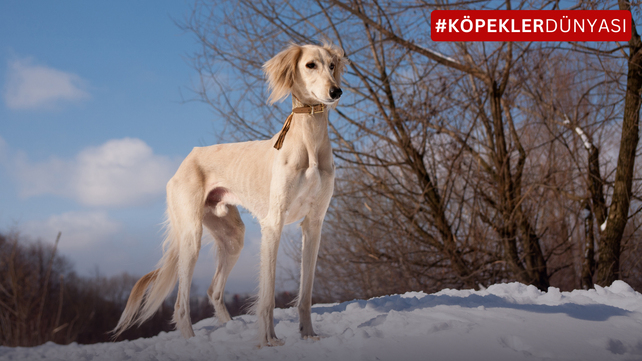 Dünyanın En Eski Köpek Irkları: Tarihin Derinliklerinden Gelen Sadık Dostlarımız